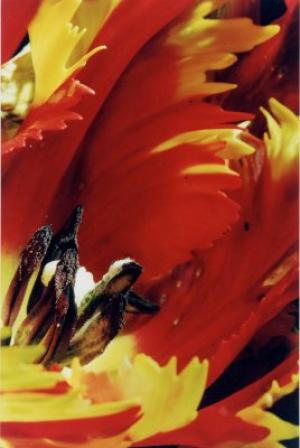 tulipe-perroquet