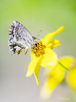 lui et sa fleur r