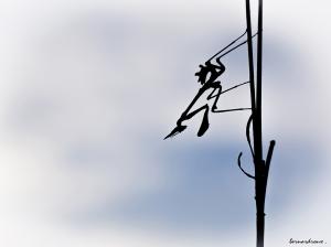 roux 6  rêver du ciel r
