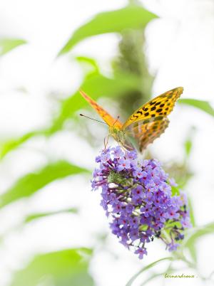 vole vole papillon r
