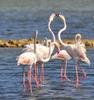5-flamands_gruissan
