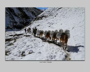 3790_fond_en_40x50_degrad___blanc_gris