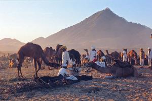 pushkar_11.05