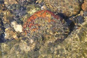img_4226_r__d