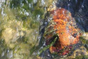 img_4275_r__d