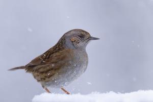 galin_03_accenteur_mouchet