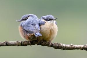 galin_04_sittelles_torchepot