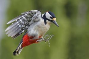 galin_09_pic_epeiche