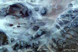 terremutation03