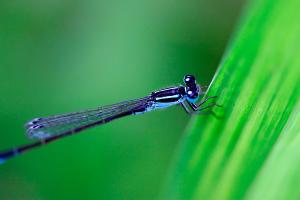 ibo_macro_hd-009