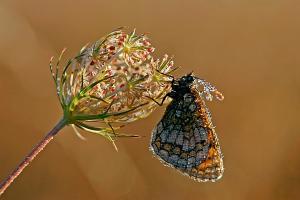 ibo_macro_hd-016