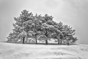 bachaud_8