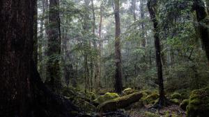 10-cheminer_entre_les_rochers_et_les_troncs