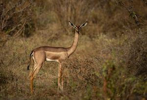 terres_animales_(2)