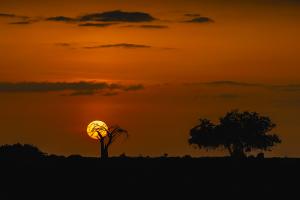 terres_animales_(4)