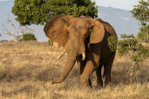 terres_animales_(5)