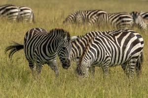 terres_animales_(6)