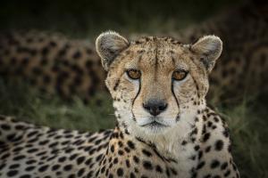 terres_animales_(7)