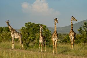 terres_animales_(8)
