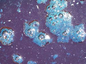 sam_8124bleubulles4