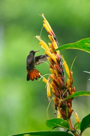 ariane____ventre_gris_