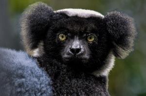 indri_indri