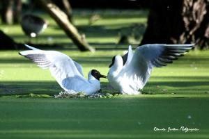 2w3e1558_copie