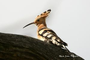 2w3e9739_copie