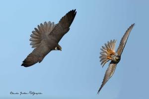 8a1b74890x30)_copie
