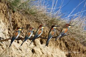 img_3248.(5_tete)_copie_2