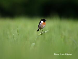 mai_019_copie