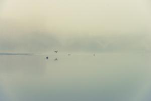04 - cormorans