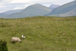 ecosse_(7)