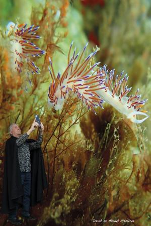 04-nudibranchia_-_photo_t__l__phone