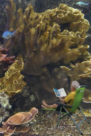 08-_alcyoniidae-lecteur