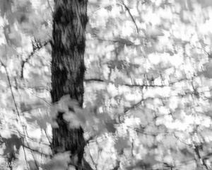 _milo_l_eau_du_songe_10