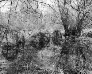 _milo_l_eau_du_songe_3