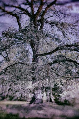 cedres-pap-neu26-low_res--2