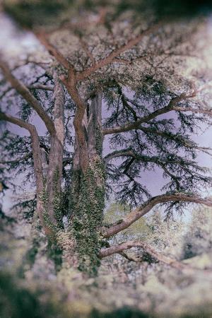 cedres-pap-neu26-low_res-