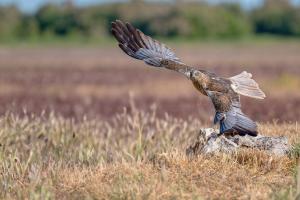 _dsc1294-avec_accentuation-bruit-modifier