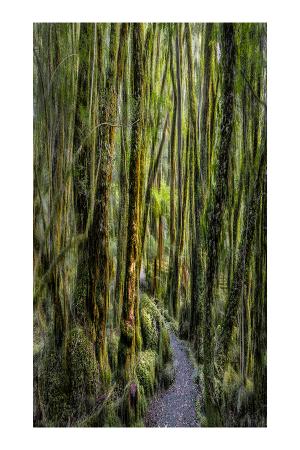 01_fox_glacier_le_chemin