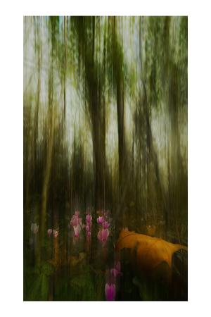 04_la_feuille_et_les_cyclamens