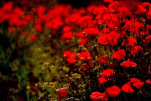 laresilienceducoquelicot_03