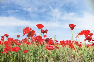 laresilienceducoquelicot_08