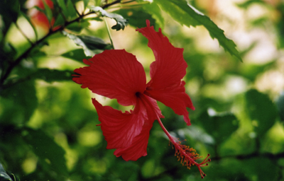 hibiscus-r-2