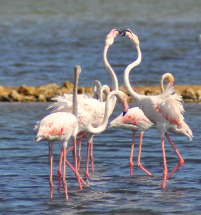 5-flamands_gruissan