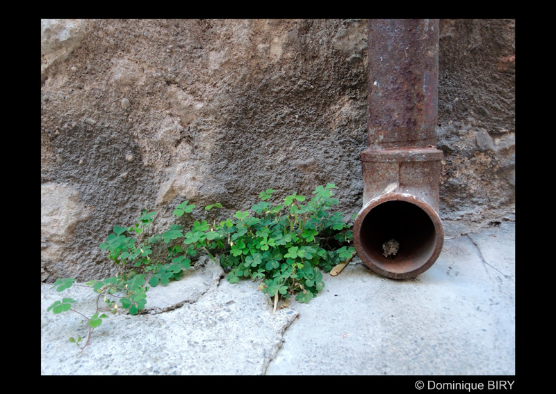 biry_d_dauphin_de_cahors_01