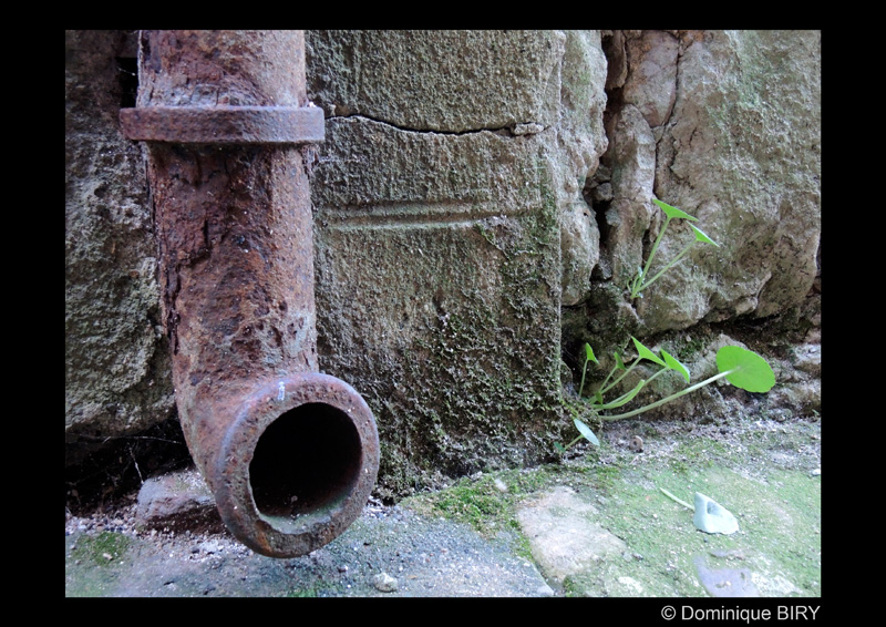 biry_d_dauphin_de_cahors_03