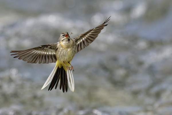 galin_01_bergeronnette_des_ruisseaux