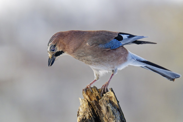 galin_02_geai_des_chenes